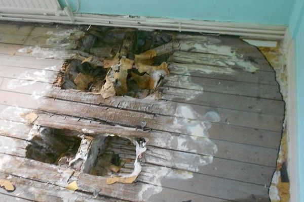 Mérule : quand le plancher ne peut plus attendre
